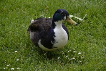  Beautiful Duck