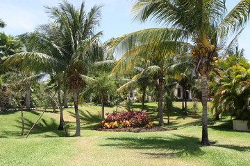 Palm Garden