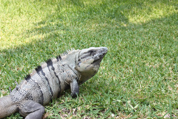 Large Iguana