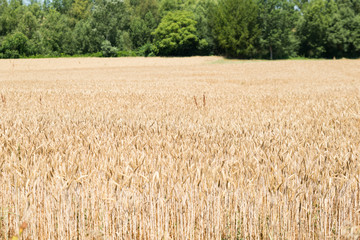 Campi coltivati di grano