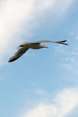 Obraz premium Gabbiani sul Tevere