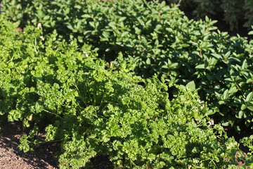 Garden with young fresh herbs