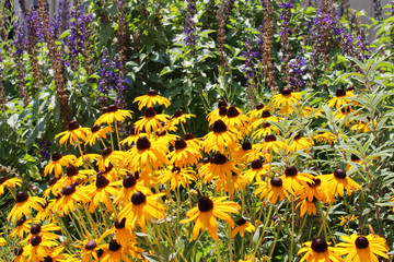 Wild flower garden