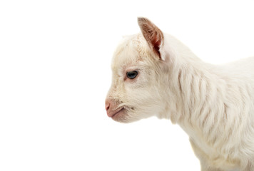 little white goat