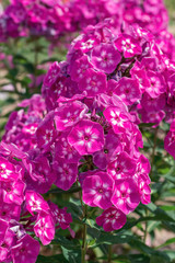 Flowers pink phlox