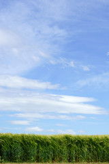 Frisches Weizenfeld / Ein blauer Himmel über einem grünen Weizenfeld