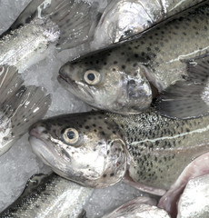 Fresh Trout fish on ice on the market