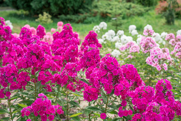 Pink phlox flowers in the garden - obrazy, fototapety, plakaty