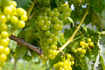 Weinstock mit Weintrauben vor der Weinlese Ernte, Südsteiermark Österreich