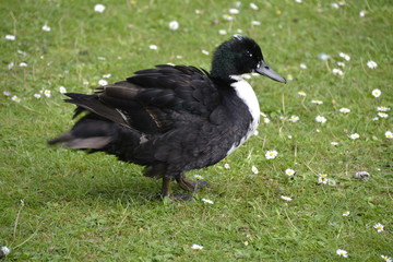  Beautiful Duck