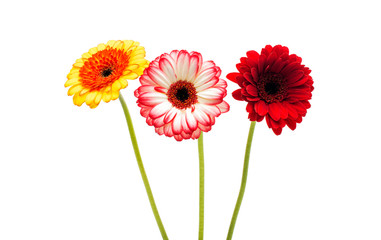 gerbera