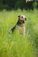 Dog. Airedale.