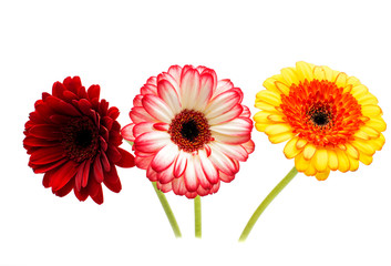 gerbera
