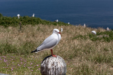 Möwen auf Felsen