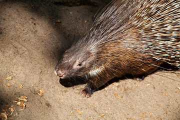 Porcupine with sharp black and white quills