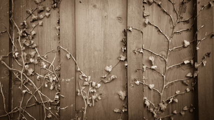 Dried climber ivy, hedera on old wooden board