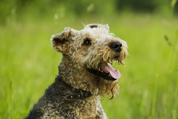 Dog. Airedale.