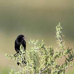 Red-winged Blackbird holds an insect in its mouth