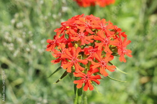 Burning Love flower (or Dusky Salmon, Flower of Bristol, Jerusalem ... Burning Love flower (or Dusky Salmon, Flower of Bristol, Jerusalem ...