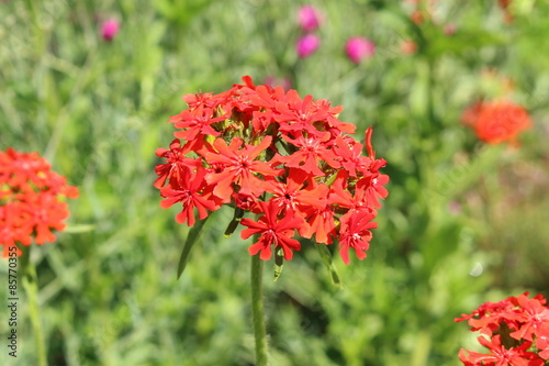 Burning Love flower (or Dusky Salmon, Flower of Bristol, Jerusalem ... Burning Love flower (or Dusky Salmon, Flower of Bristol, Jerusalem ...