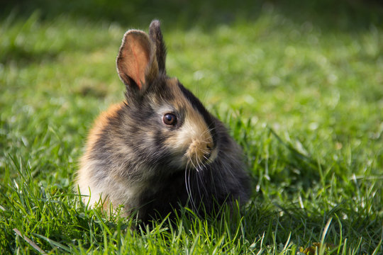 Hase im Gr&uuml;nen 4