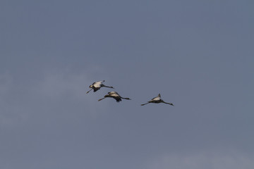 Kraniche, Grus grus, Graukranich