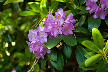 Obraz na płótnie Canvas Purple blooming rhododendron with green leaves