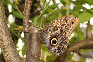 Forest Giant Owl butterfly (or Owl Butterfly) in Innsbruck, Austria. Its scientific name is Caligo Eurilochus, native to Suriname, Guyana, Brazil and Amazon river basin.