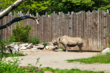 Rhinoceros in the zoo