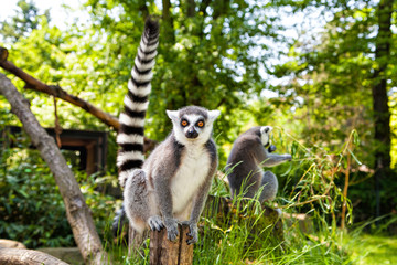Ring-tailed lemur looking at the camera