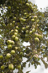 green apples on branch