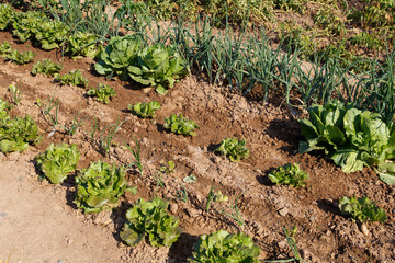 lettuce salad growed