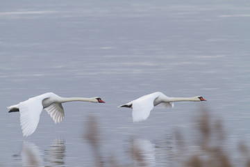Höckerschwan, Cygnus olor