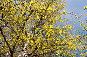 Fototapeta premium birch