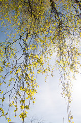 birch