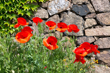 Panele Szklane  Maki, Papaver, na tle kamiennego muru