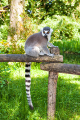 Ring-tailed lemur with a striped tail on a log