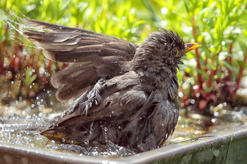 Amsel (Turdus merula)