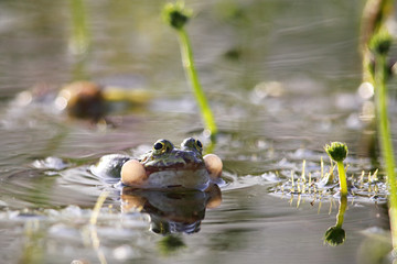 Teichfrosch (Pelophylax esculentus)