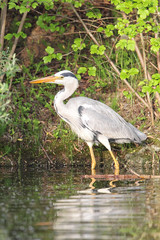 Graureiher (Ardea cinerea)