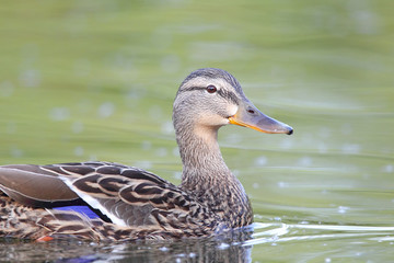 Stockente (Anas platyrhynchos)