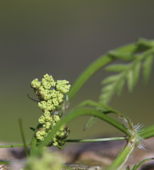 Leaves and blossoms of a Chervil (Anthriscus) plant