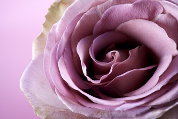 close up of purple rose