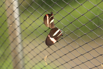 White striped red and black 
