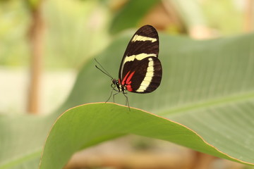White striped red and black "Hewitsons Longwing" butterfly in Innsbruck, Austria. Its scientific name is Heliconius Hewitsoni, native to Costa Rica and Panama.