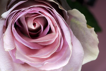 close up of purple rose