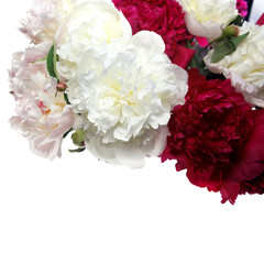 Three peonies flower isolated on white 