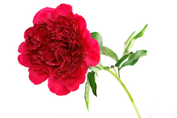 Three peonies flower isolated on white 