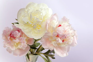 Three peonies flower on white 