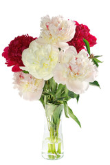 Three peonies flower isolated on white 